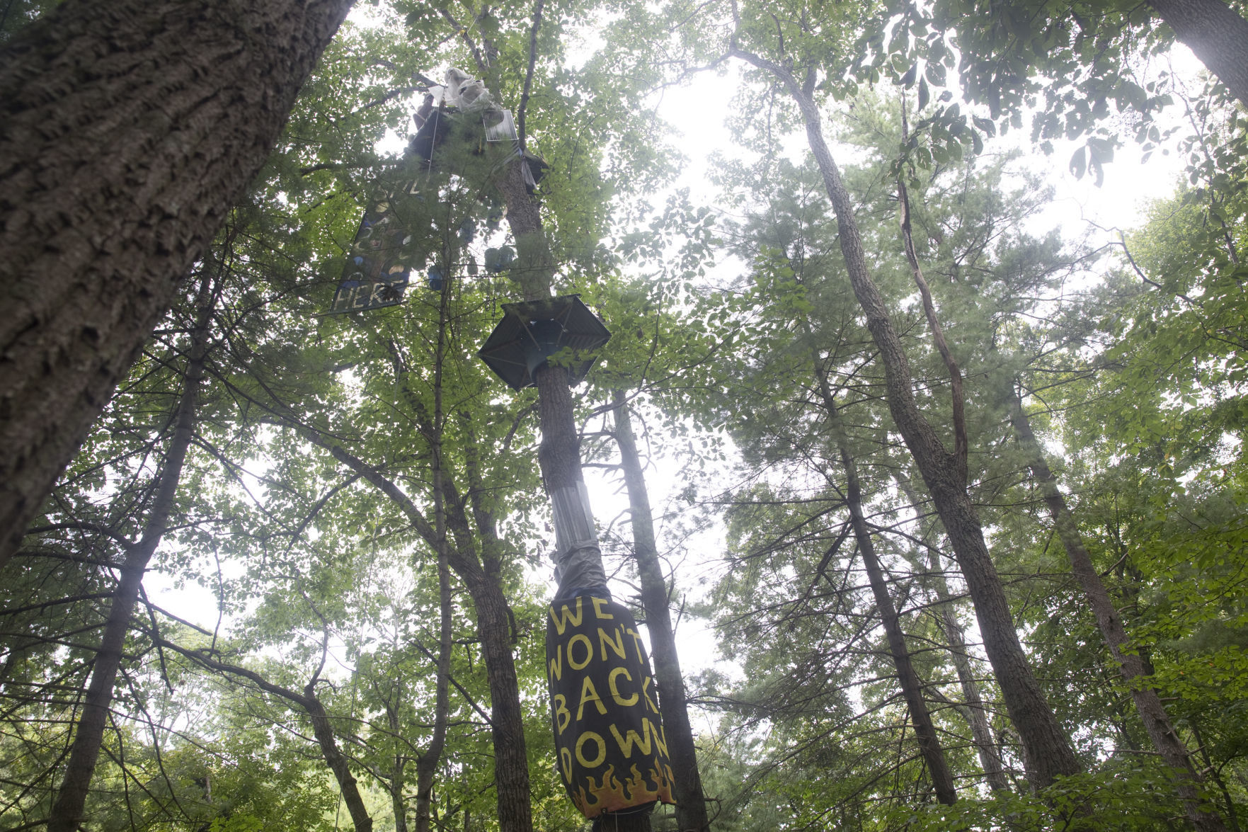 One-year anniversary of tree-sit
